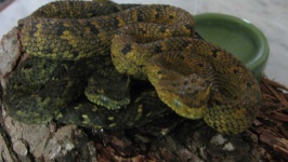 image of horned_viper