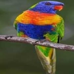 image of bird