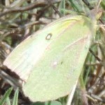 image of animal