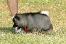 image of keeshond
