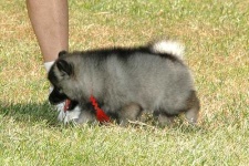 image of keeshond #26