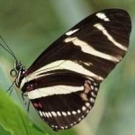 image of animal