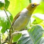 image of bird