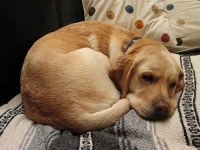 image of labrador_retriever