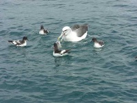 image of albatross