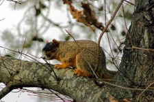 image of fox_squirrel