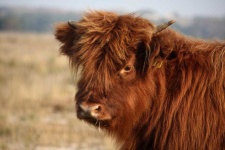 image of animal