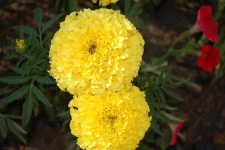 image of flower