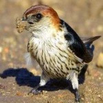 image of bird