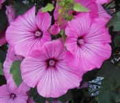image of flower