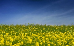 image of rapeseed