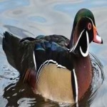 image of wood_duck #24