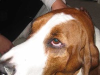 image of basset
