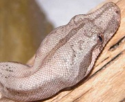 image of boa_constrictor
