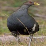 image of bird