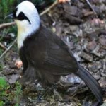 image of bird