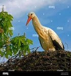 image of stork