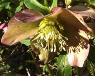image of flower