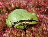 image of tree_frog #22