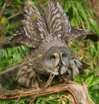 image of great_grey_owl