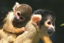 image of patas