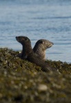 image of otter