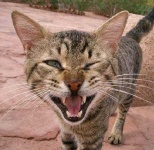 image of egyptian_cat