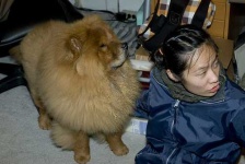 image of chow