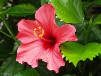 image of flower