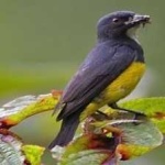 image of bird