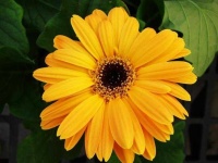 image of flower