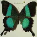 image of banded_butterfly #138