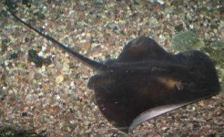 image of electric_ray #2