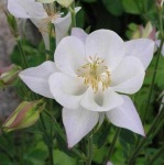 image of flower