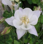 image of columbine #15