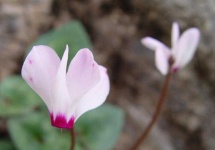 image of flower