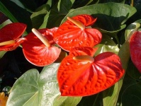 image of flower