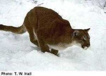 image of cougar_body