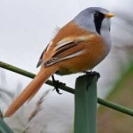 image of bird