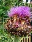 image of cardoon