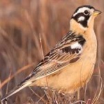 image of bird