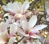 image of flower