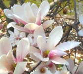 image of magnolia #35