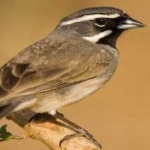 image of black_throated_sparrow #3