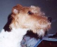 image of wire_haired_fox_terrier #32