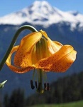 image of flower