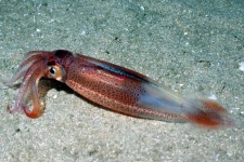 image of animal