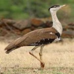 image of indian_bustard #9