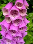 image of flower
