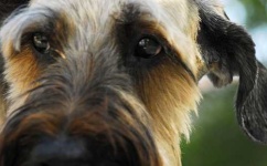 image of briard